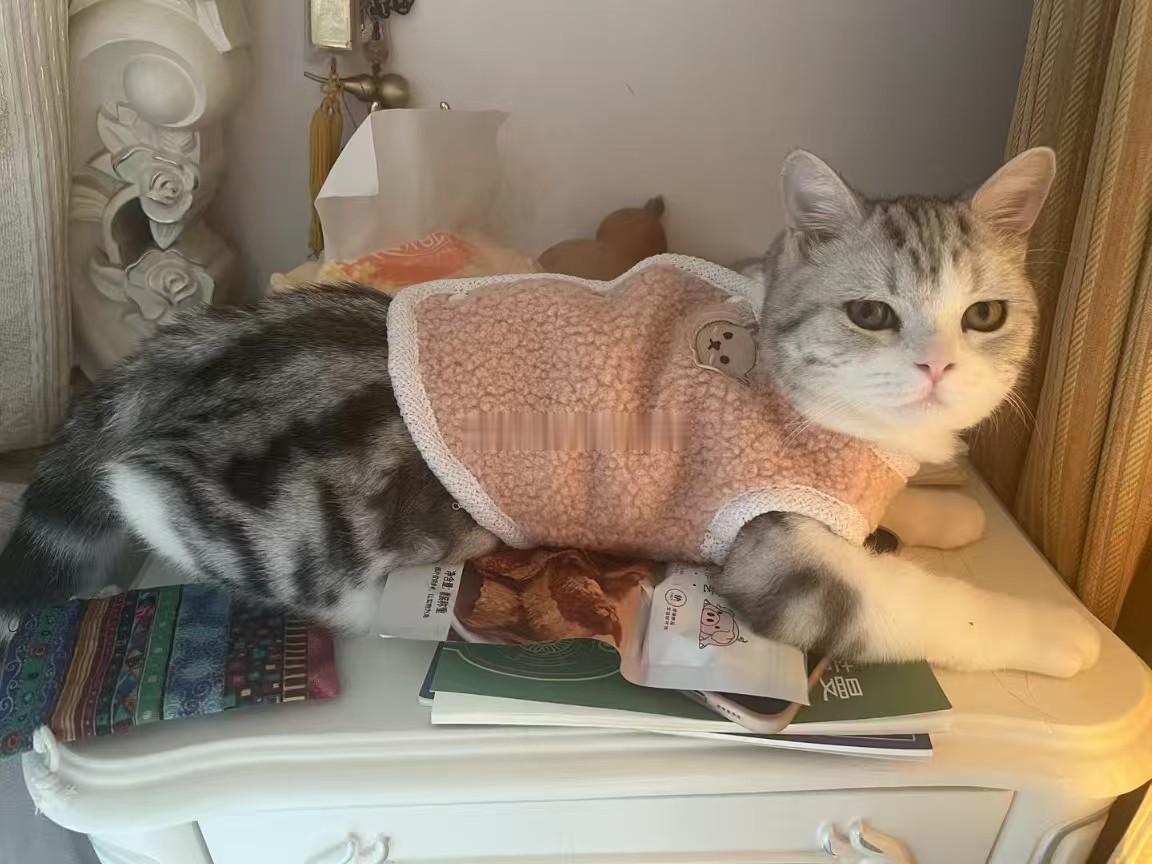美短起司加白，日本猫🐱 