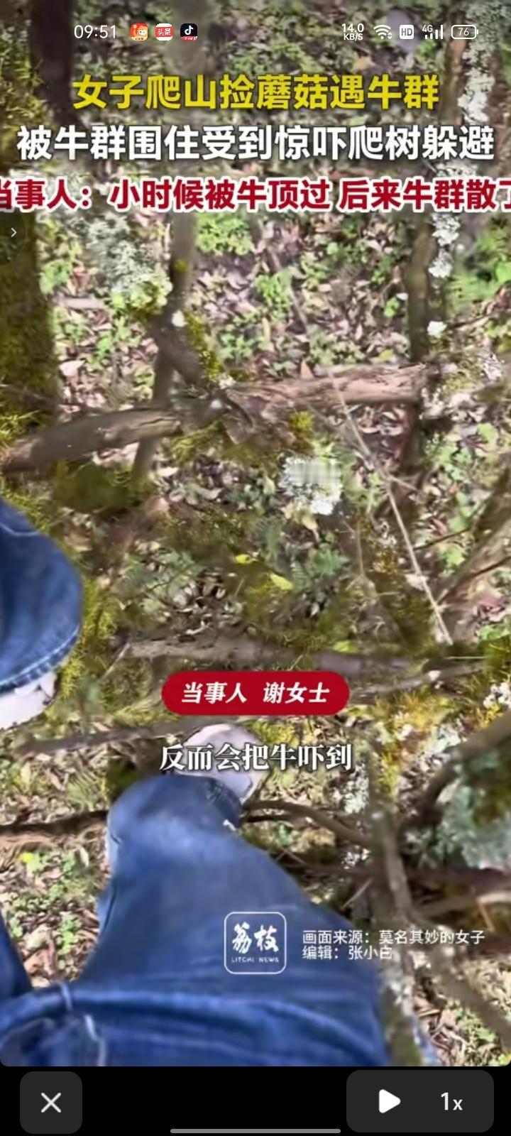 10月20日，四川绵阳。网友发视频称，爬山捡蘑菇看到一群牛，自己被一群牛围住了，