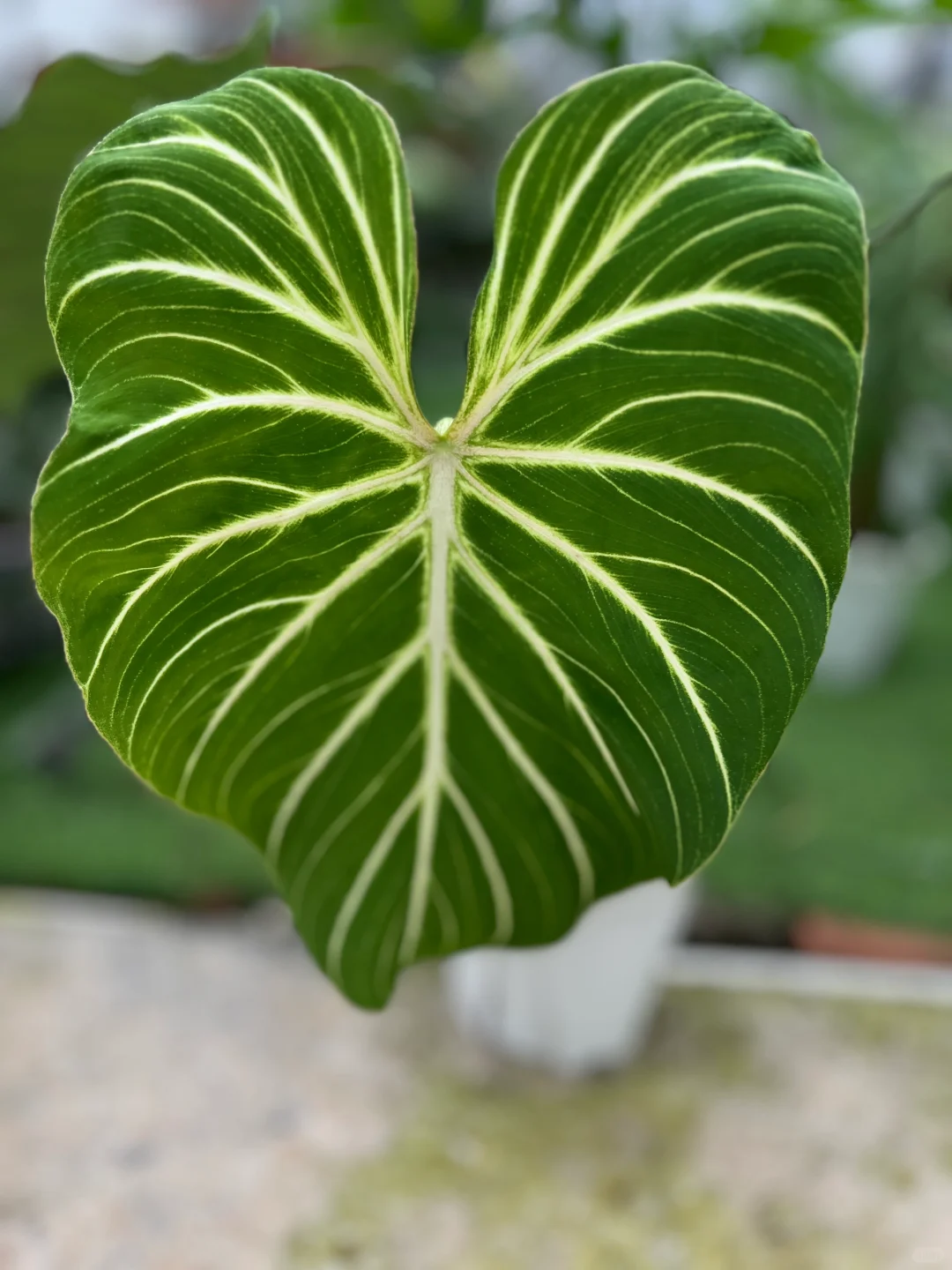 这样的明脉是你喜欢的吗