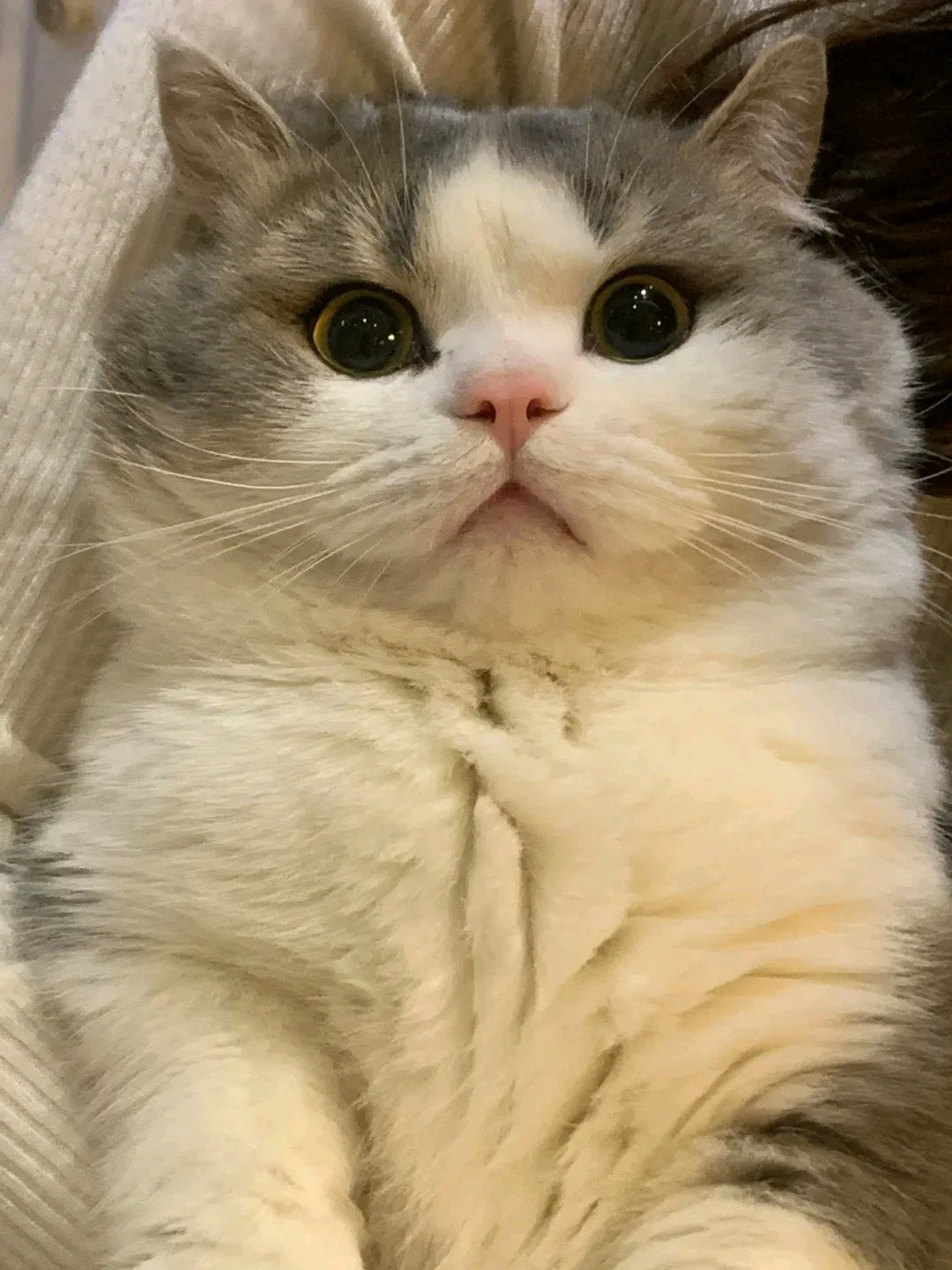 听麻麻话，麻麻就出去几分钟就回来，回来再给你带小鱼干和小零食，你在家乖乖的，好不