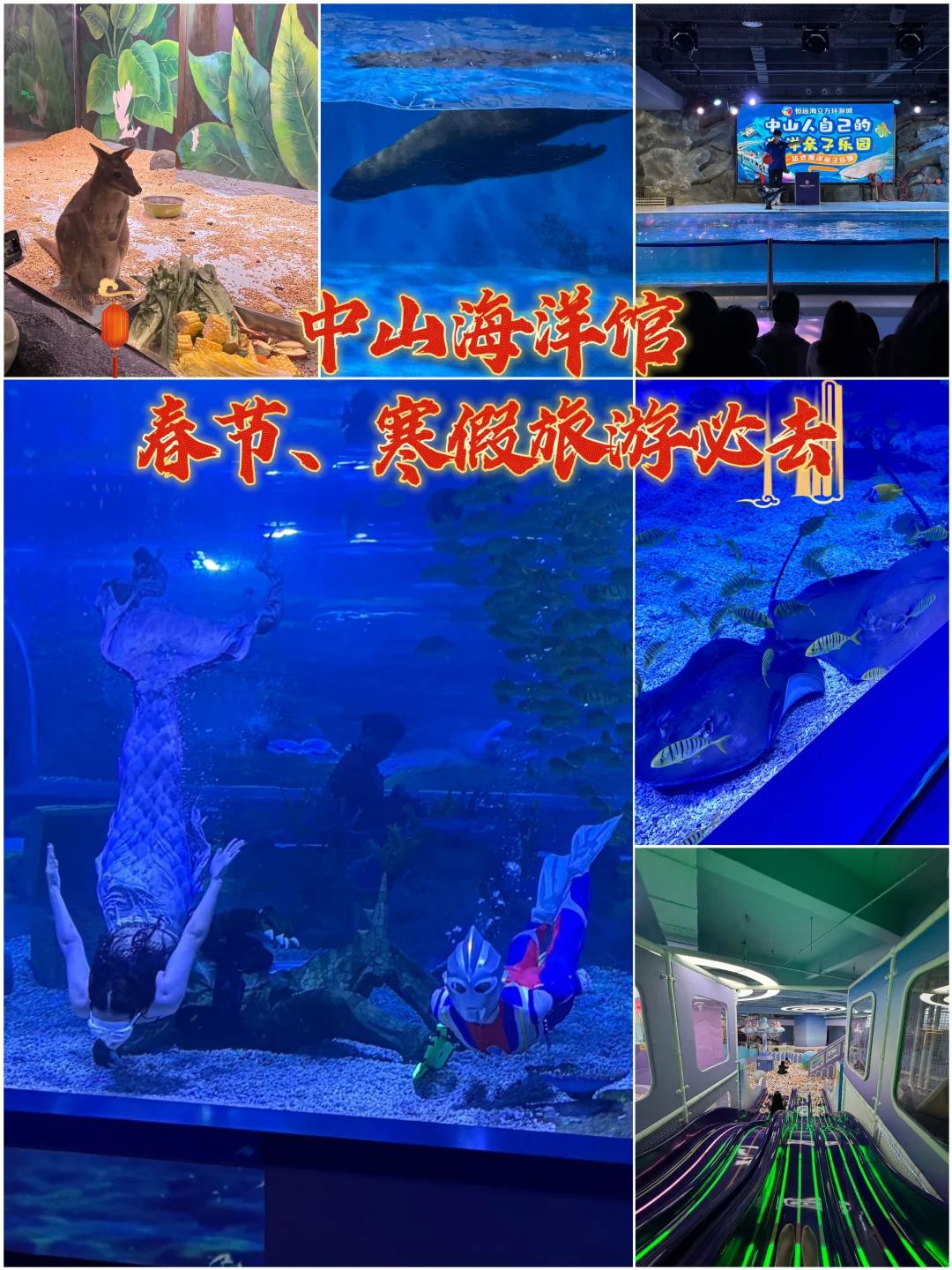 寒假带娃来逛海洋馆，轻松又惬意！
