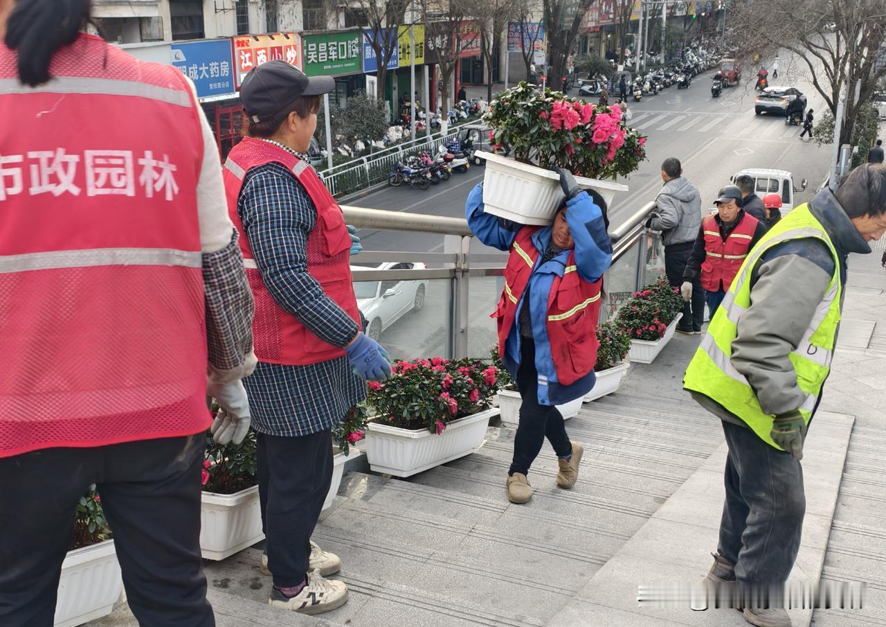 安康园林为了迎接春节，开始给各个天桥放花了。东堤天桥放的是山丹丹花，玫红色的非常