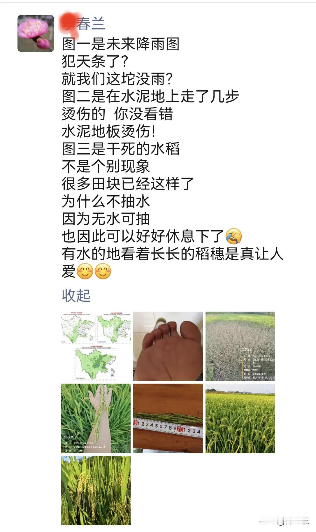 炙热的地面，干裂的稻田，农民的泪藏在玩笑背后

跑群好友春兰刚发了一条朋友圈，看