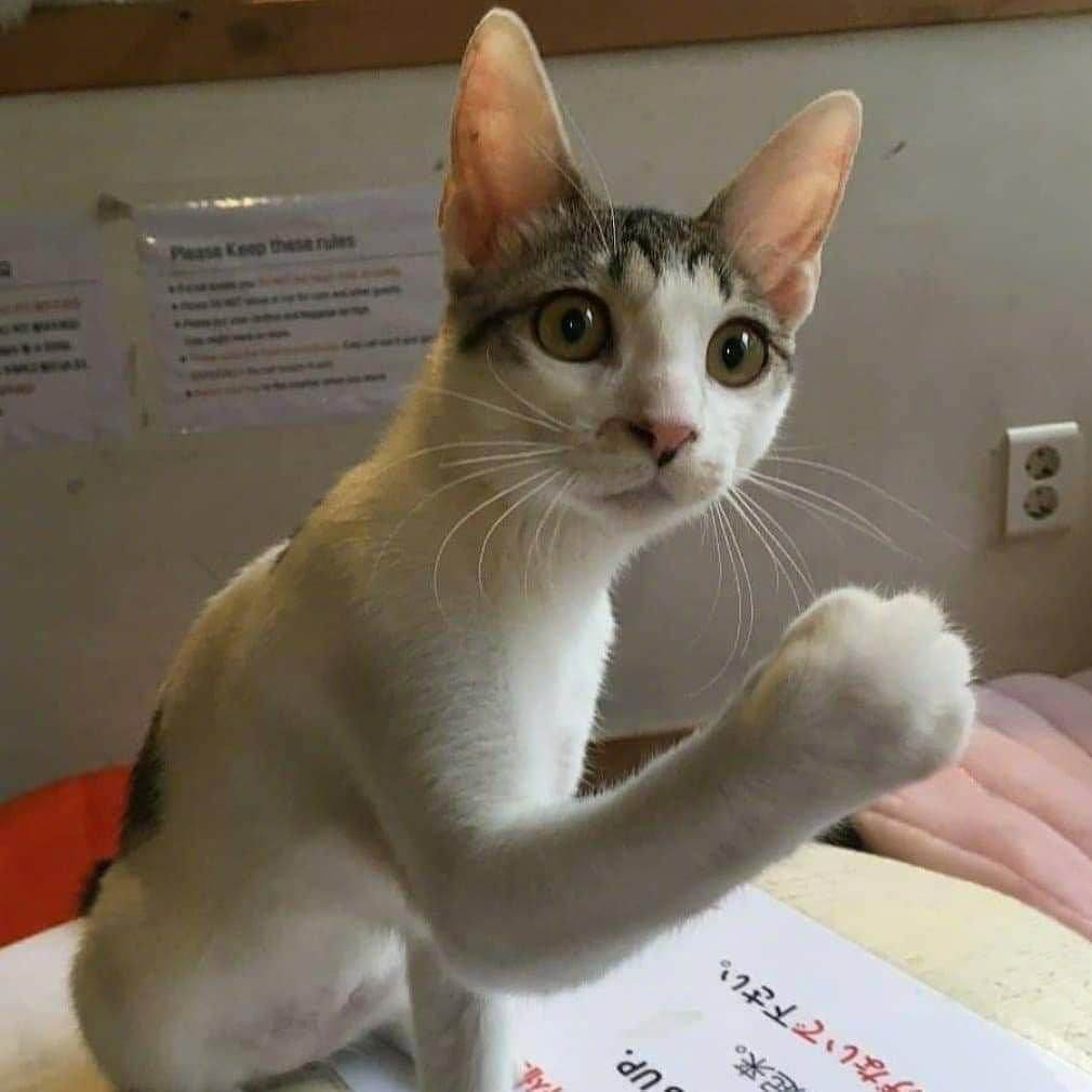 😾：铲屎的，沙包一样的拳头，你见过没？