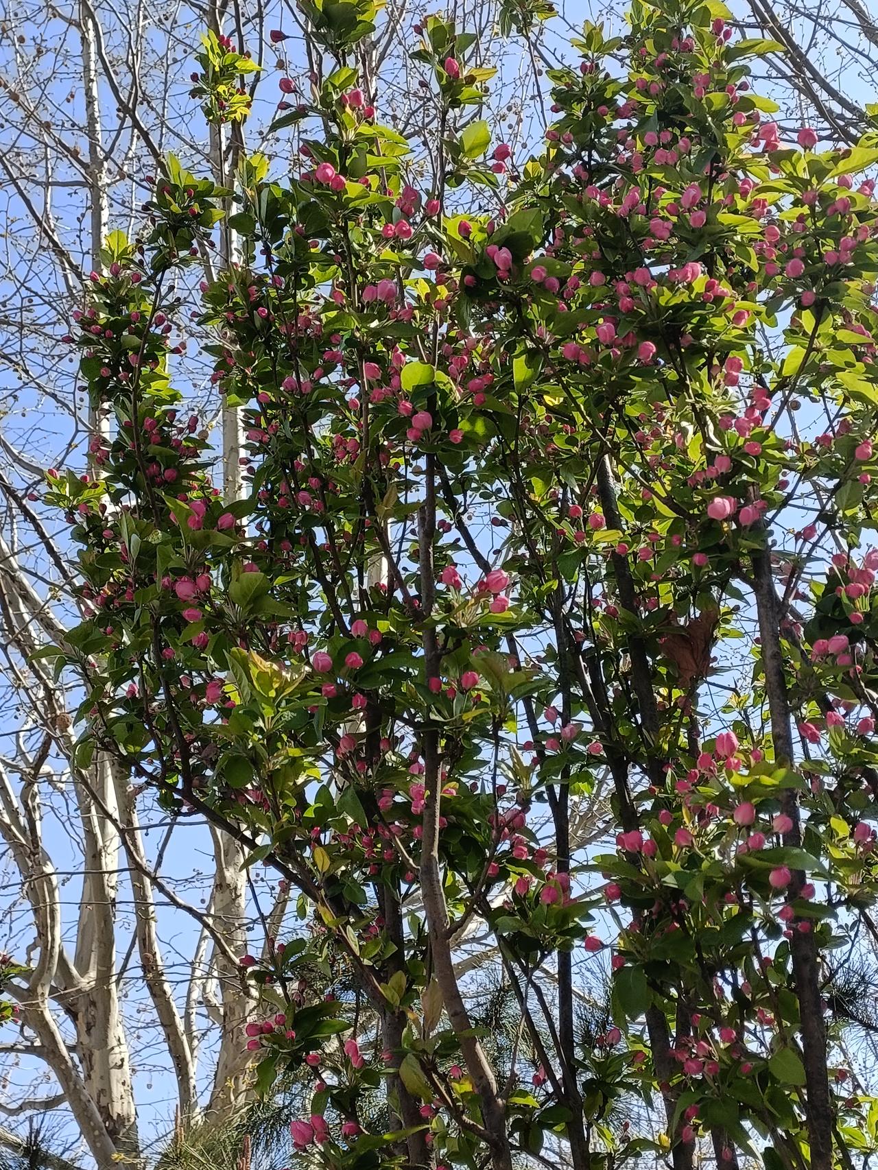 今年春天最想实现的心愿每天看看花草树木，有个好心情足以