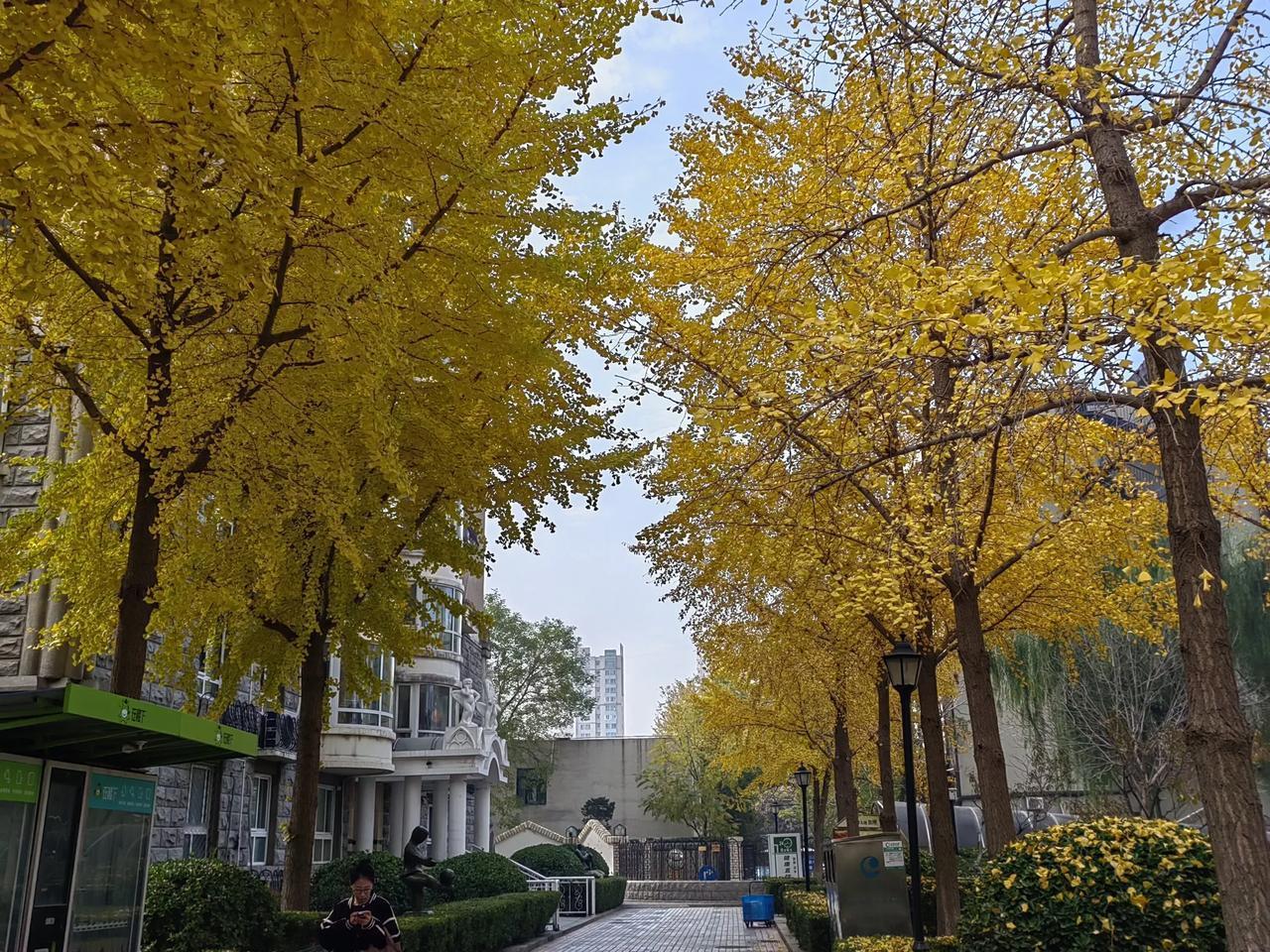 北京气温还是要比秦皇岛高几度，这是十一月中旬拍的照片，小区里还是满眼秋色。
​ 