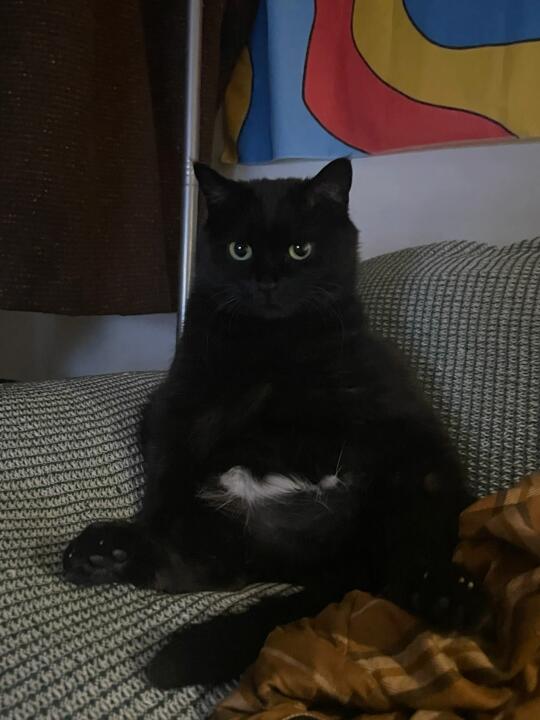 怎么会有小猫咪这样瘫在沙发上啊？！