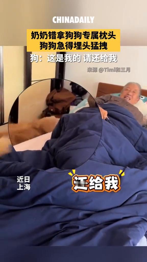 奶奶错拿狗狗专属枕头，狗狗急得埋头猛拽。
来源：Timi和三月。
近日，上海。狗