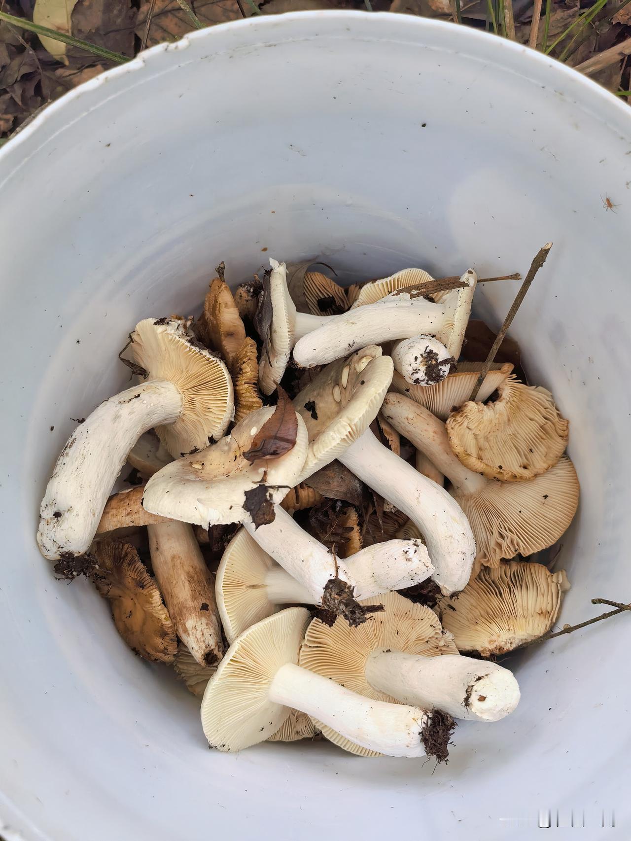 分享一下你采的蘑菇九月是家乡采蘑菇的季节，偶尔回乡，去后山转转，寻找儿时的采菇感