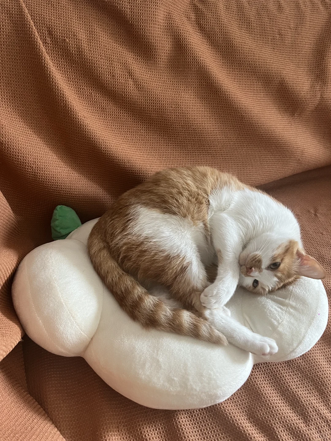 怀民我啊不食嗟来之食