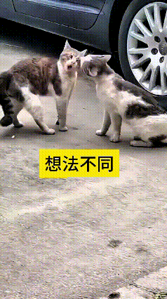 哎呀妈呀老铁你瞅瞅！
这俩猫想法简直太不一样了！一只老老实实凑过去想互相舔脸和好