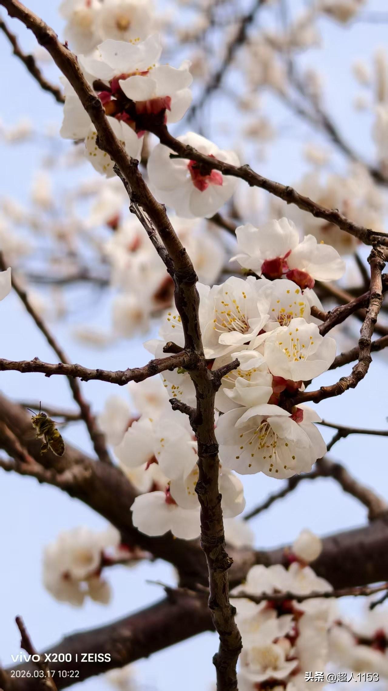 美丽的春天，
美丽的花卉园。

阳春三月好风光，
美丽的桃花盛开了。

看这美丽