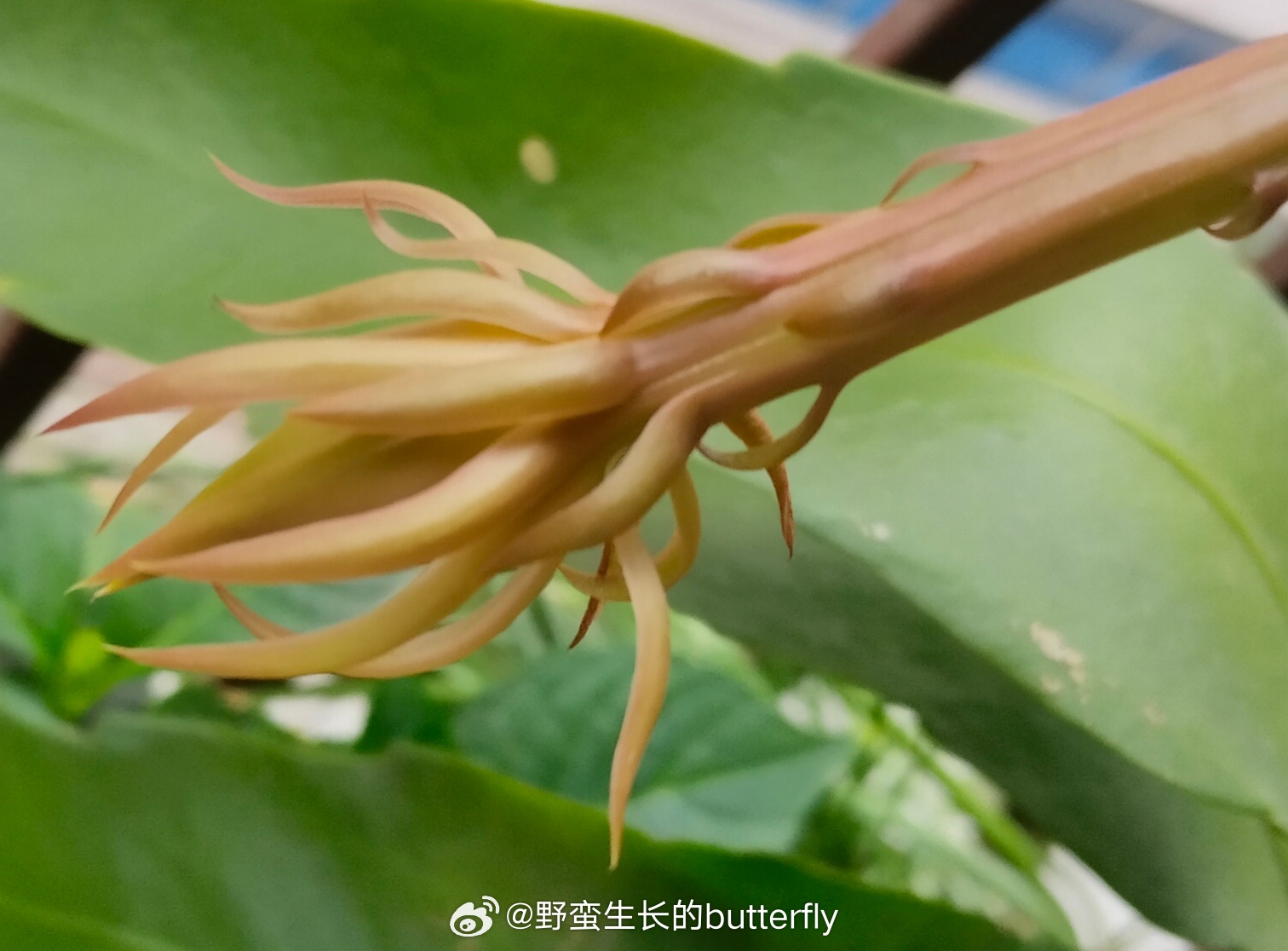 种了三年的昙花终于有花苞了！！等要开的时候我要把相机架着守着它开