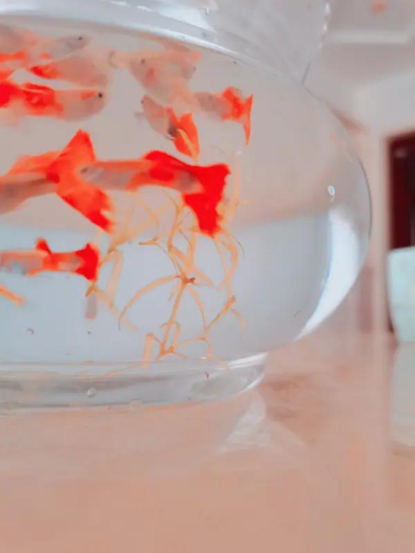 我家鱼缸里就养着几条可爱的小金鱼，它们自由自在的样子太治愈了。瞧那红金鱼，鳞片红