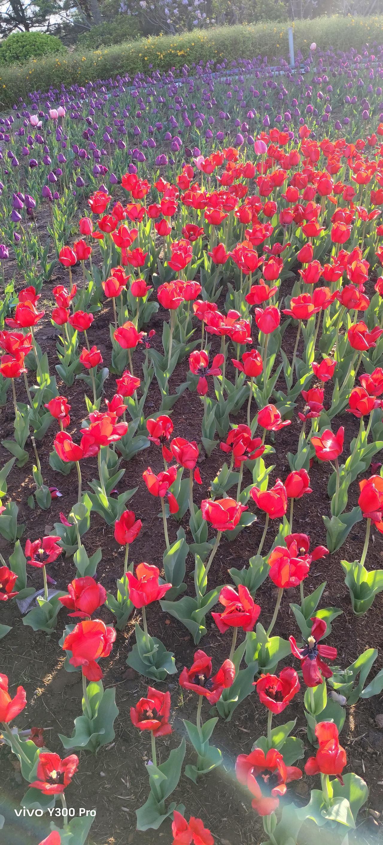 等闲识得东风面，万紫千红总是春。
——朱熹《春日》