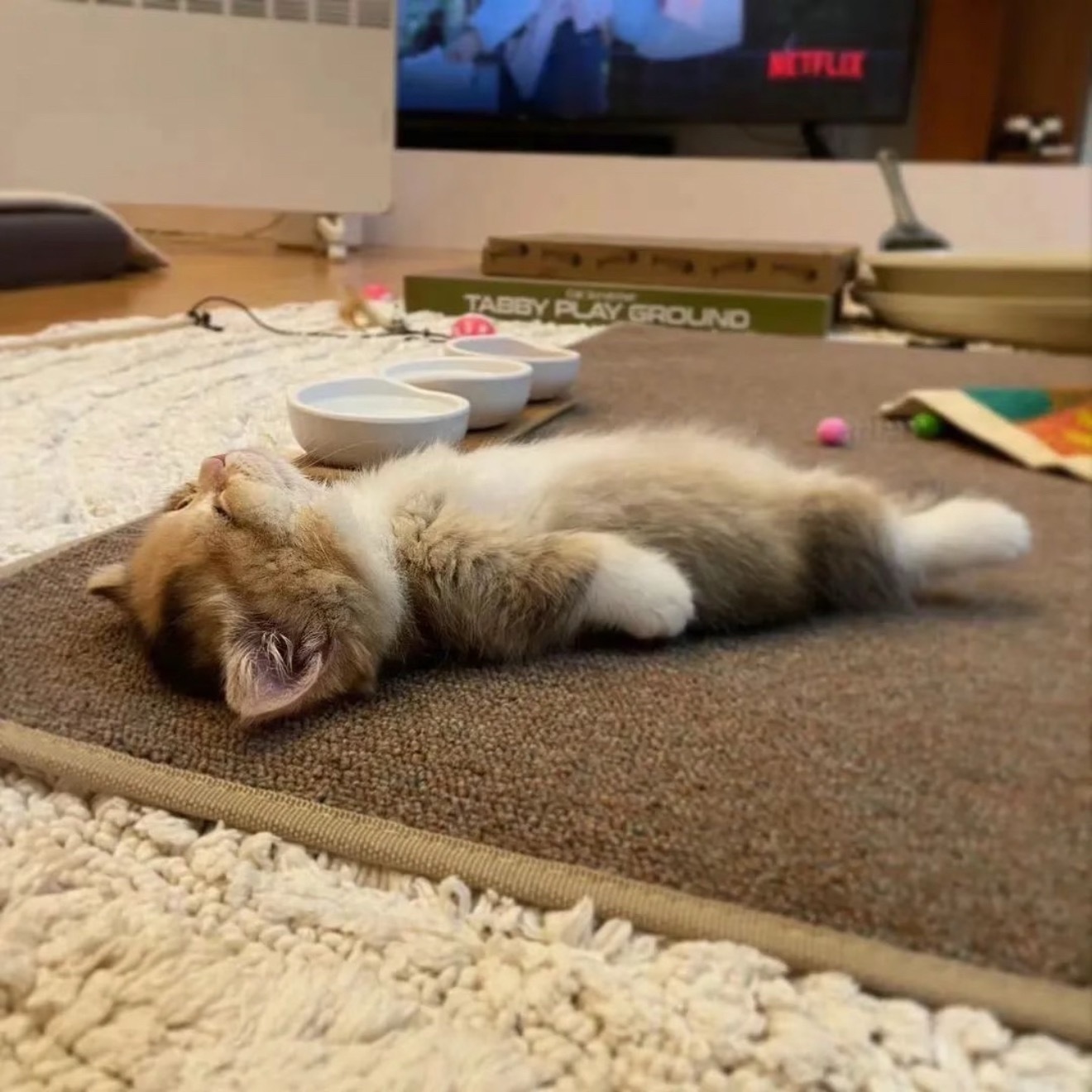 朱志鑫   哪个是真猫啊分不清有人知道吗 