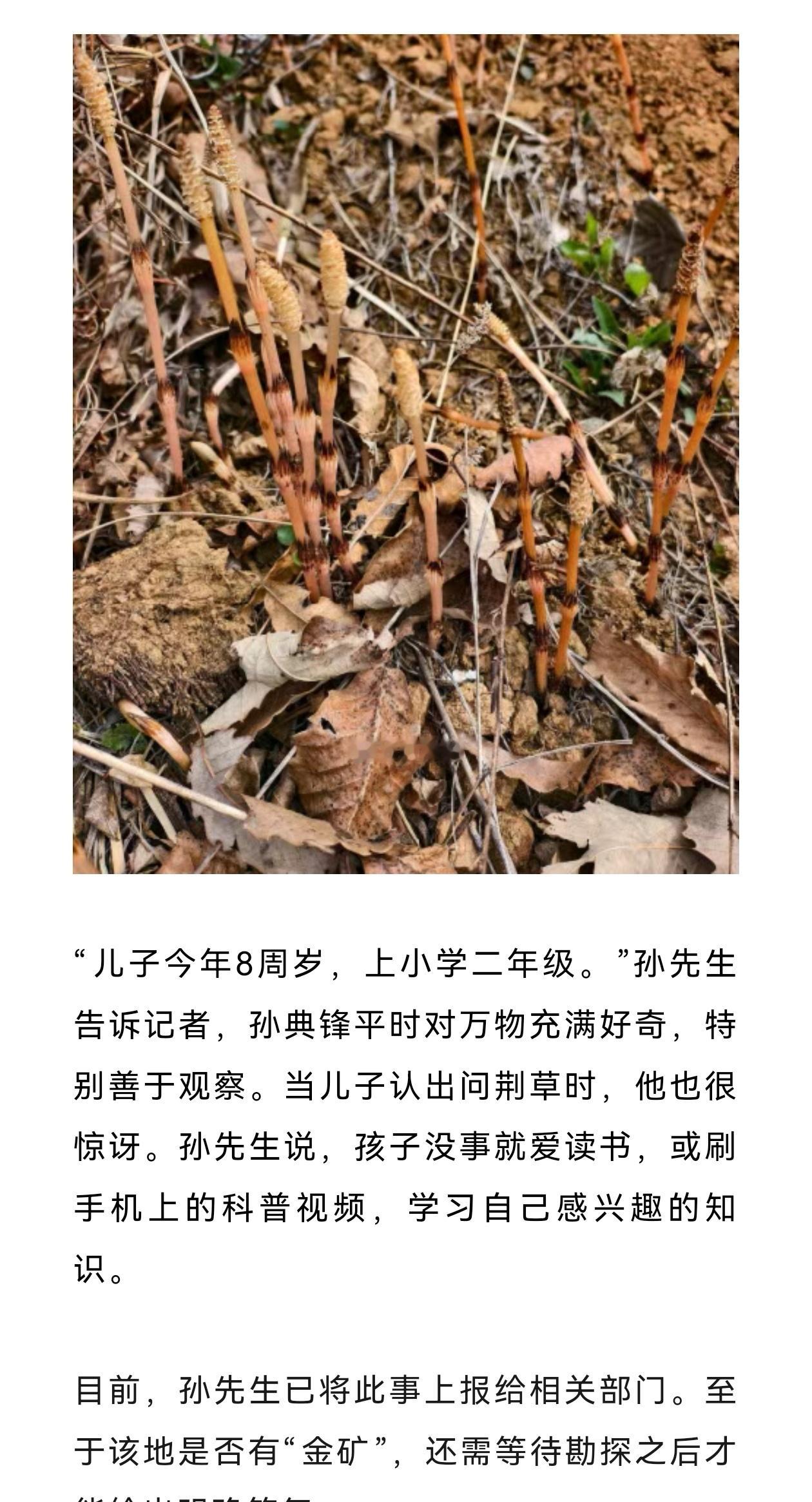 “爸爸，这座山下有黄金！”8岁男孩与家人爬山有惊奇发现，用AI比对后爸爸上报相关