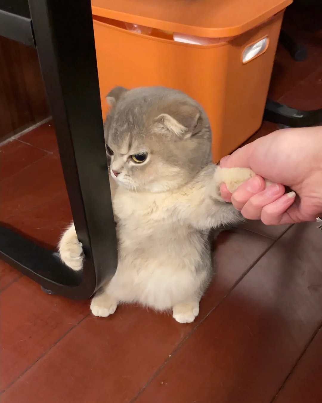 连哈气都不会的窝囊小猫 放开咪！离咪远一点撒～ 
