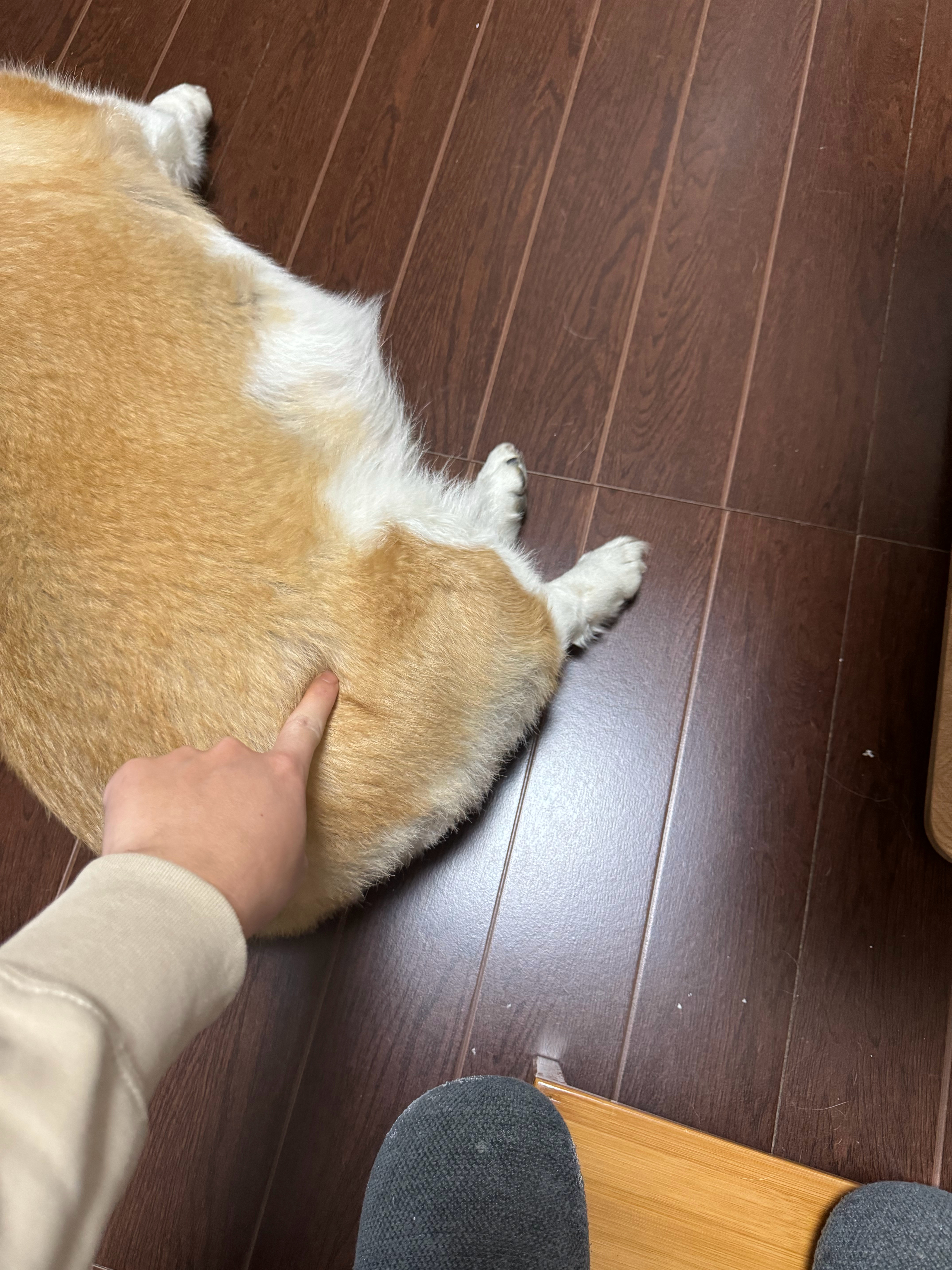 见不得它这么惬意，打一顿吧，反正没事干 