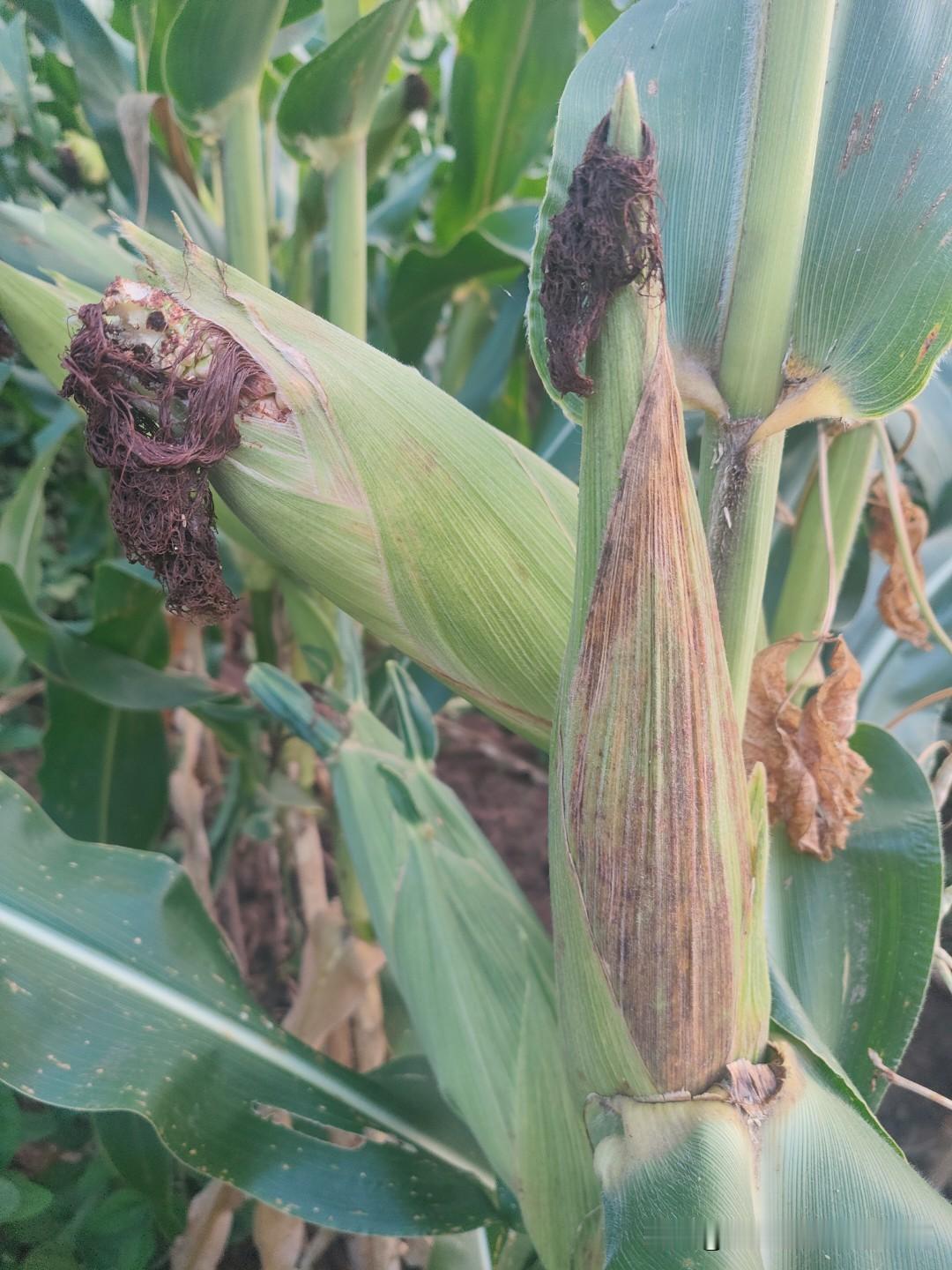 农村土地承包30年不变，或延续承包是对的，这是稳定土地经营权的利用。
土地经营权