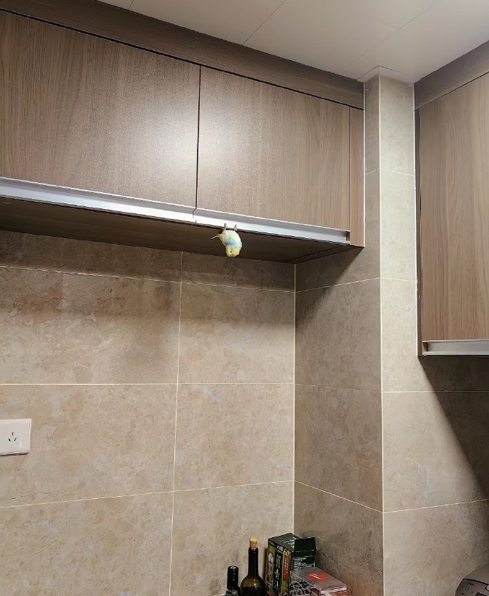 谁家好鸟倒挂金钩啊！！ 