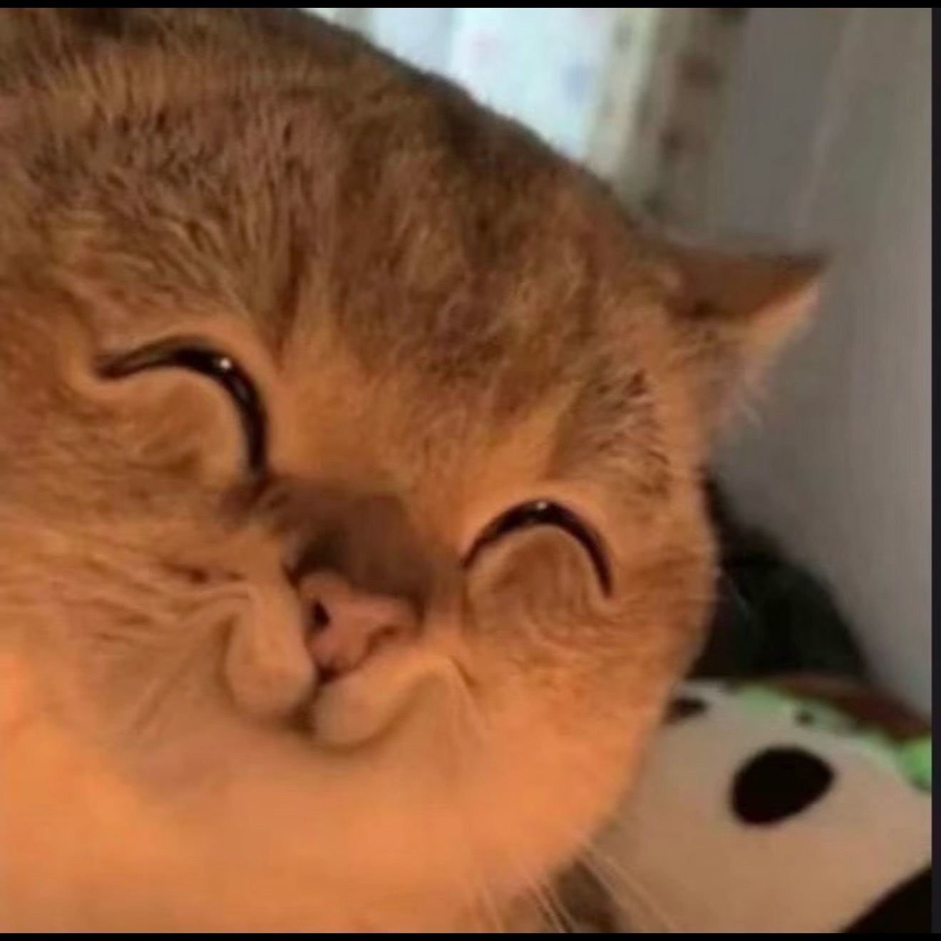 ( ˶ᴖﻌᴖ˶) 