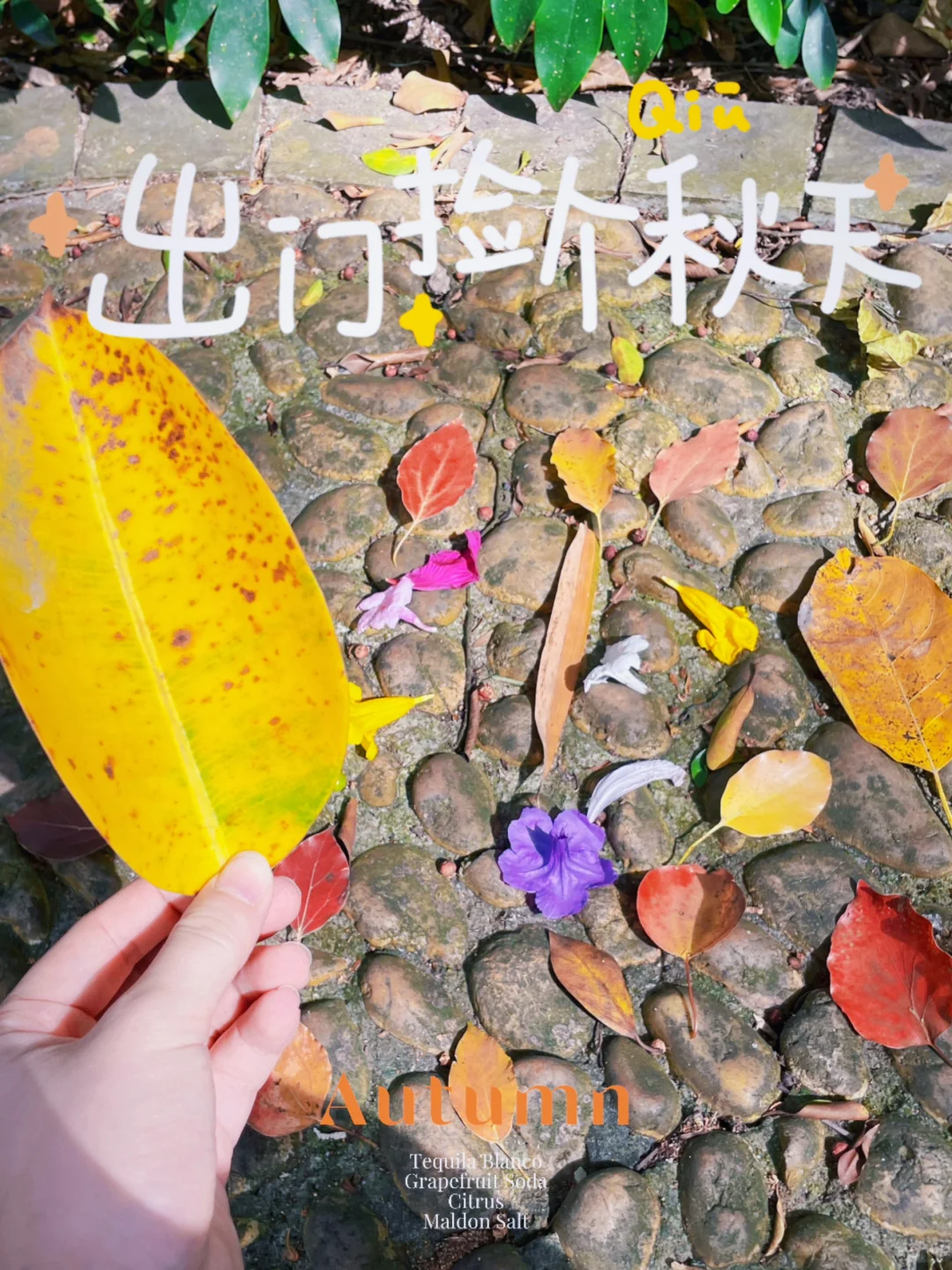 我在广州出门捡个秋🍂