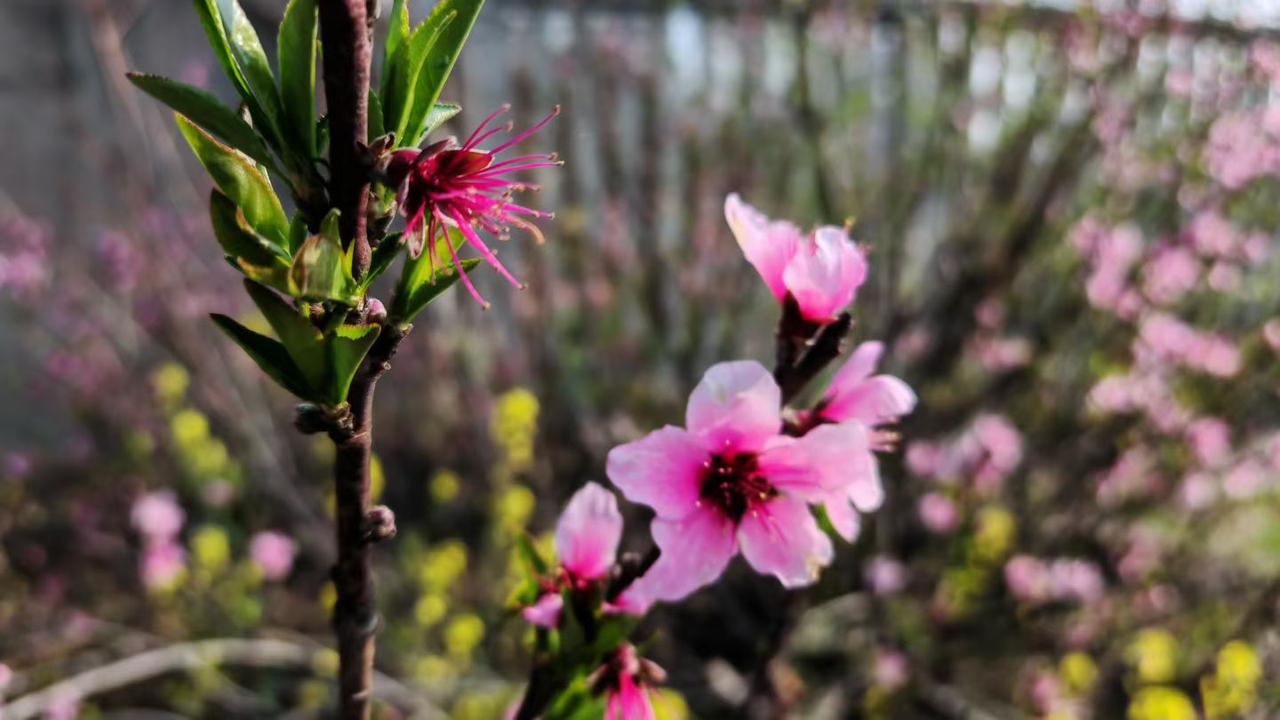春天往往会给人以美好的希望，看着小区灿烂的花朵，觉得诗意不在远方，就在眼前，珍惜