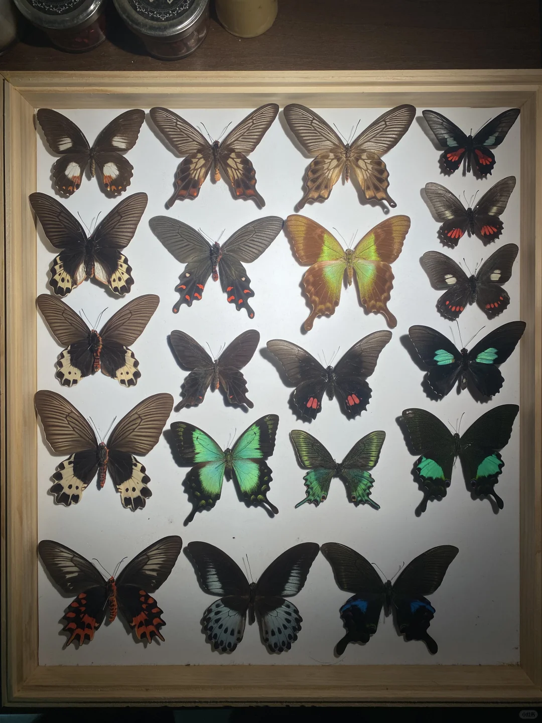 一框乱七八糟的凤蝶