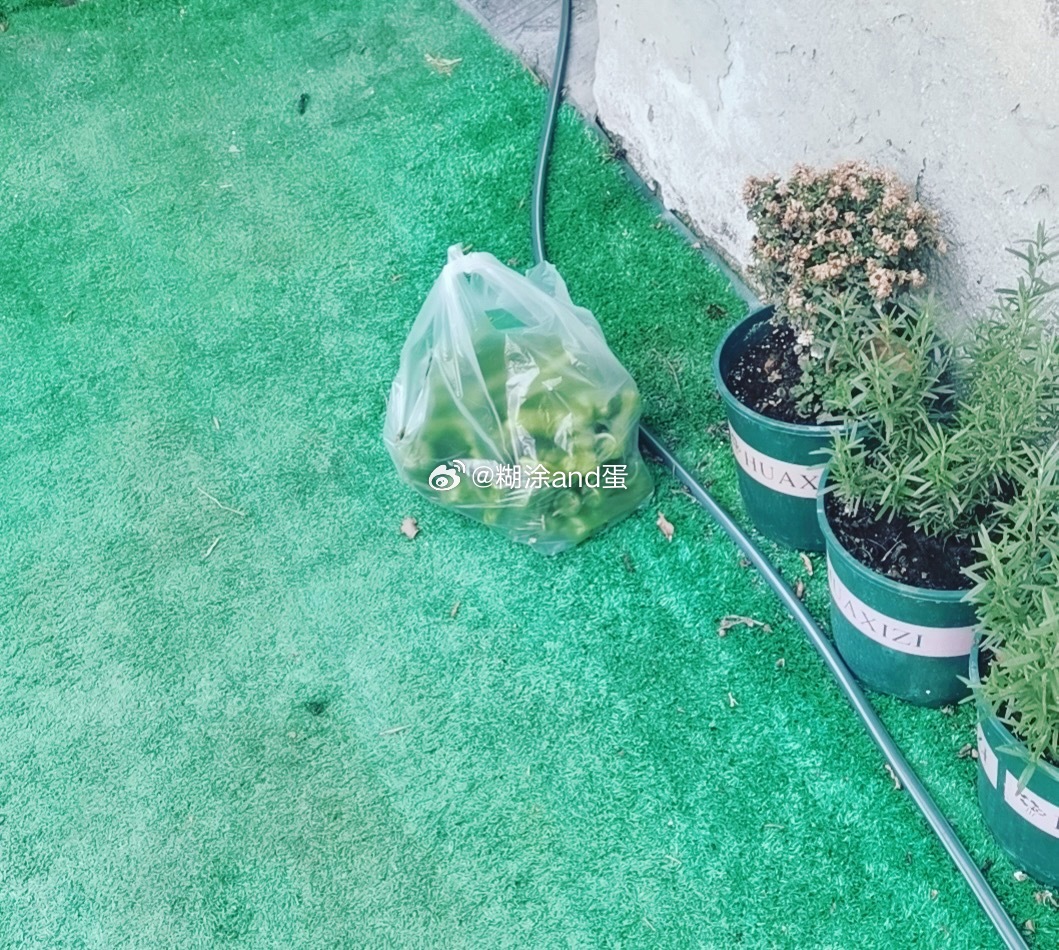 遗失的青椒破案了！昨天也在大棚干活的大姐今天去大棚看到了我的青椒在过道上放着，于