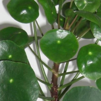 镜面草（国产本土小众观叶）种植方法1.土壤：腐叶土+少量河沙，疏松透气2.光照：
