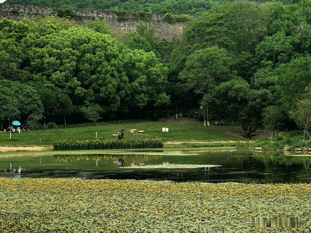 春日生活打卡季四月，就去南京琵琶湖！荇菜、木栈道、紫金山远景，都完美还原了《诗经