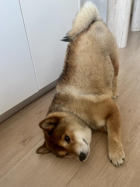 ( ꒪ͧ⌓꒪ͧ)！这是什么功！