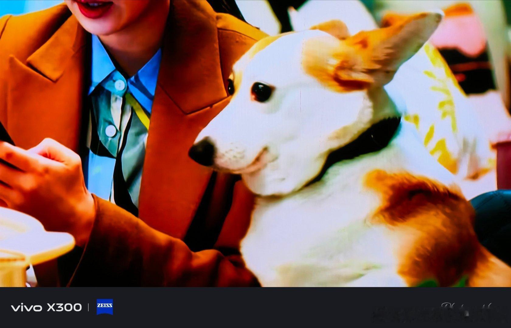 喜欢上男主就算了还喜欢上了男主的🐶哈哈这也太可爱了吧肥肥的身材很温顺尤其那小眼