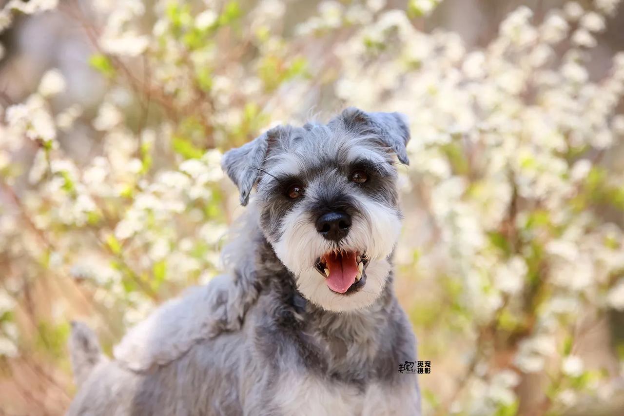 雪纳瑞的春天
你来了么？😍