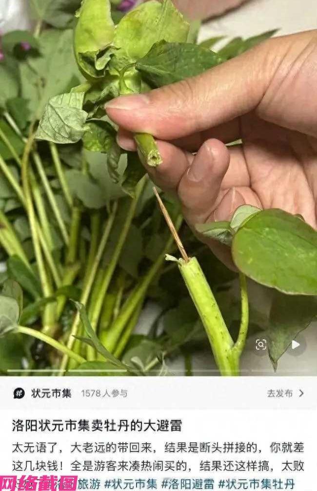 河南洛阳有外地游客，趁假期来这边旅游，临走前来一处市集，买了一束牡丹花要带回家欣