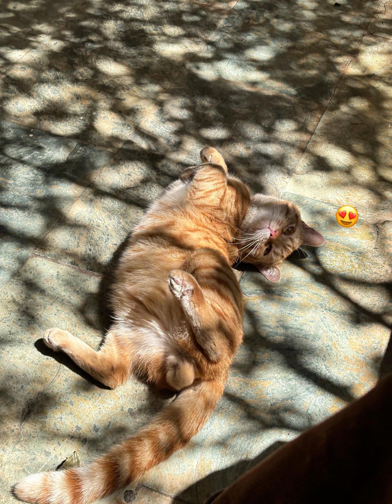☀️橘猫把肚皮摊成阳光的画布，树影是流动的诗行～此刻时光都在打盹😴