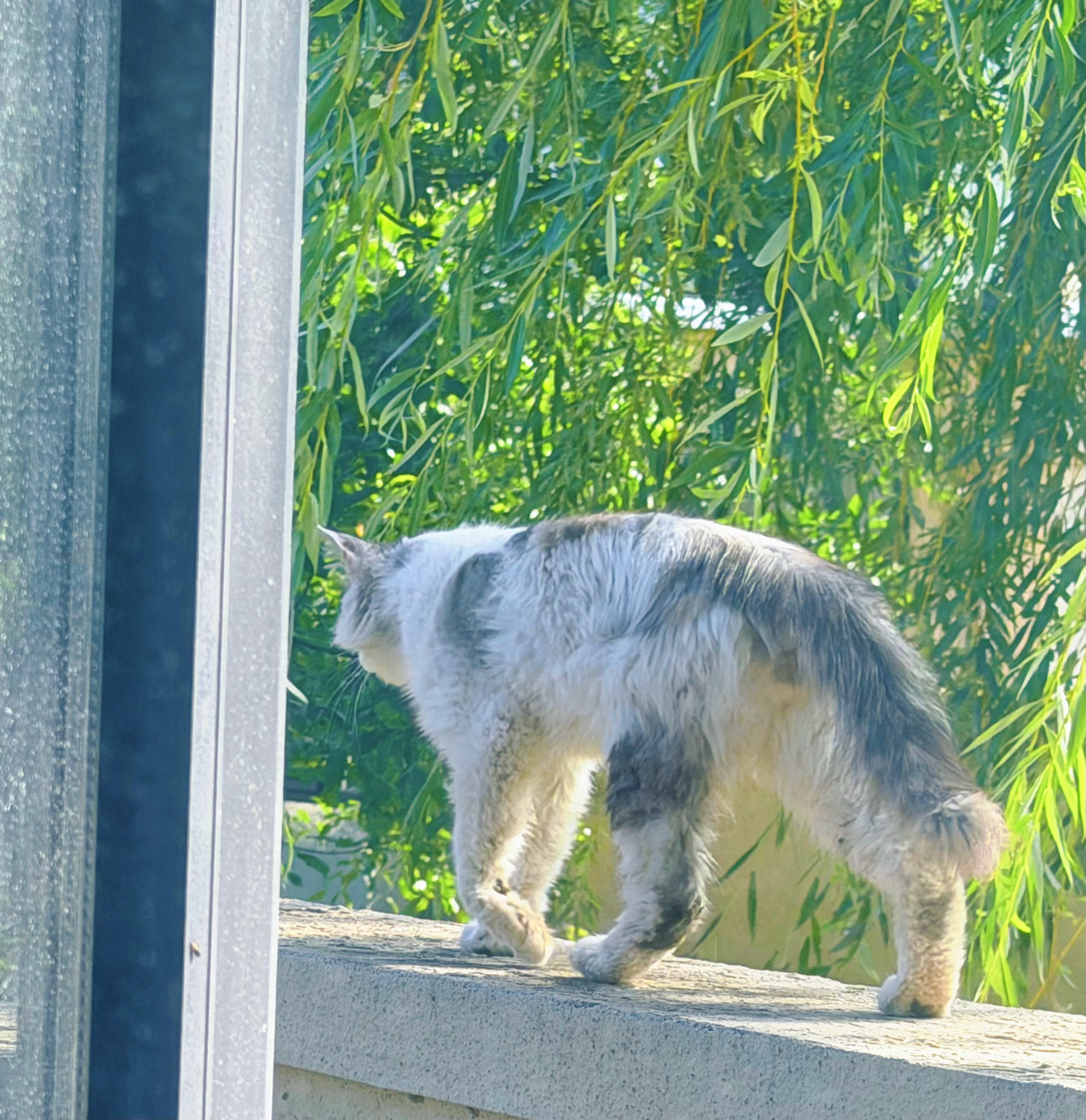 清早家里有猫咪到访🐱 