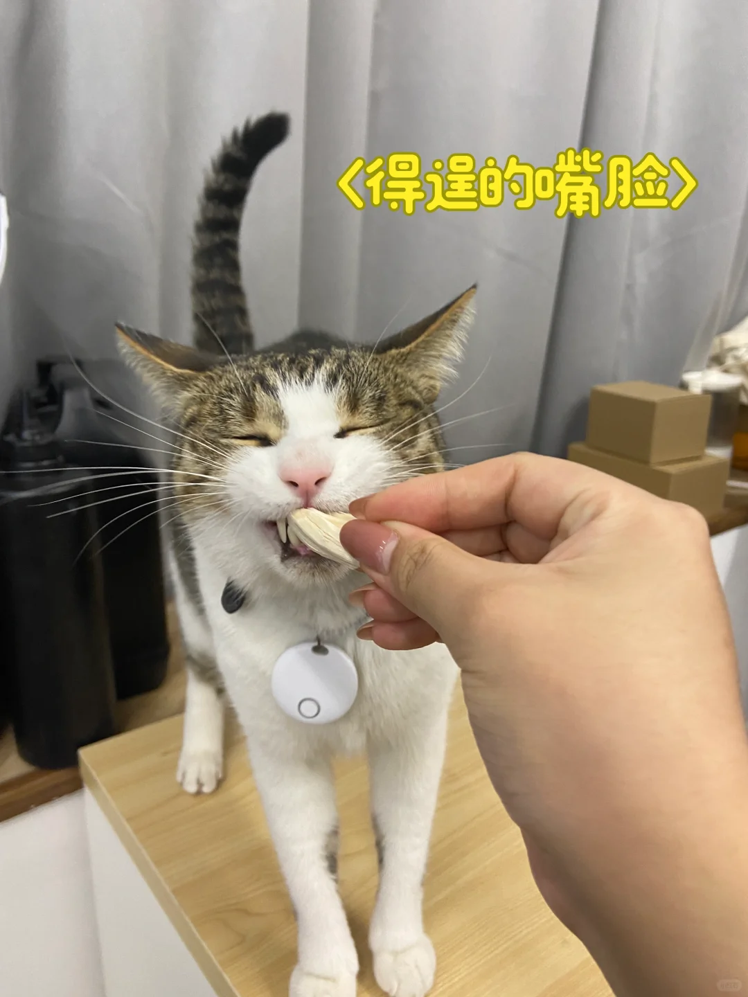 哎你这小猫！也太会了吧！