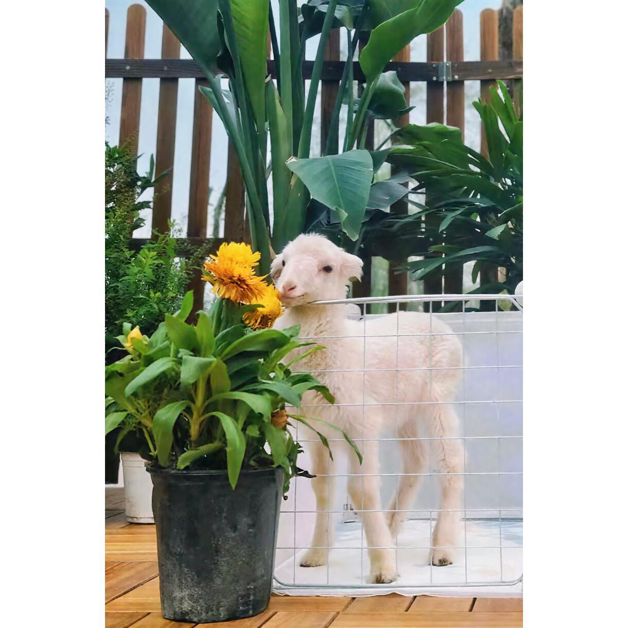 生日快乐啊小晴天，我们小晴天是不一般的小羊啊十个勤天