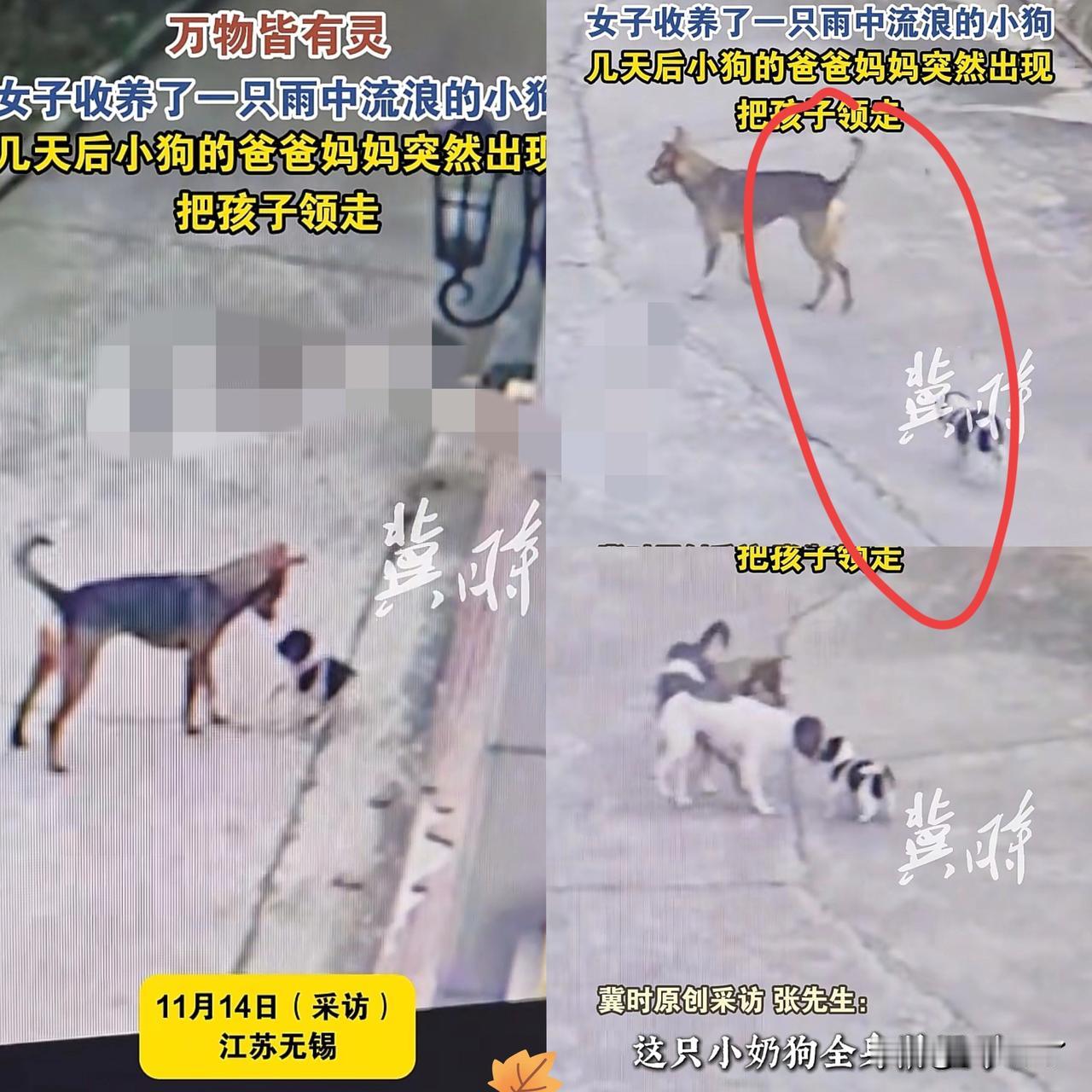 “解释不清了！”近日，江苏一女子捡了一只流浪的小狗，就收养了，几天后，女子的丈夫