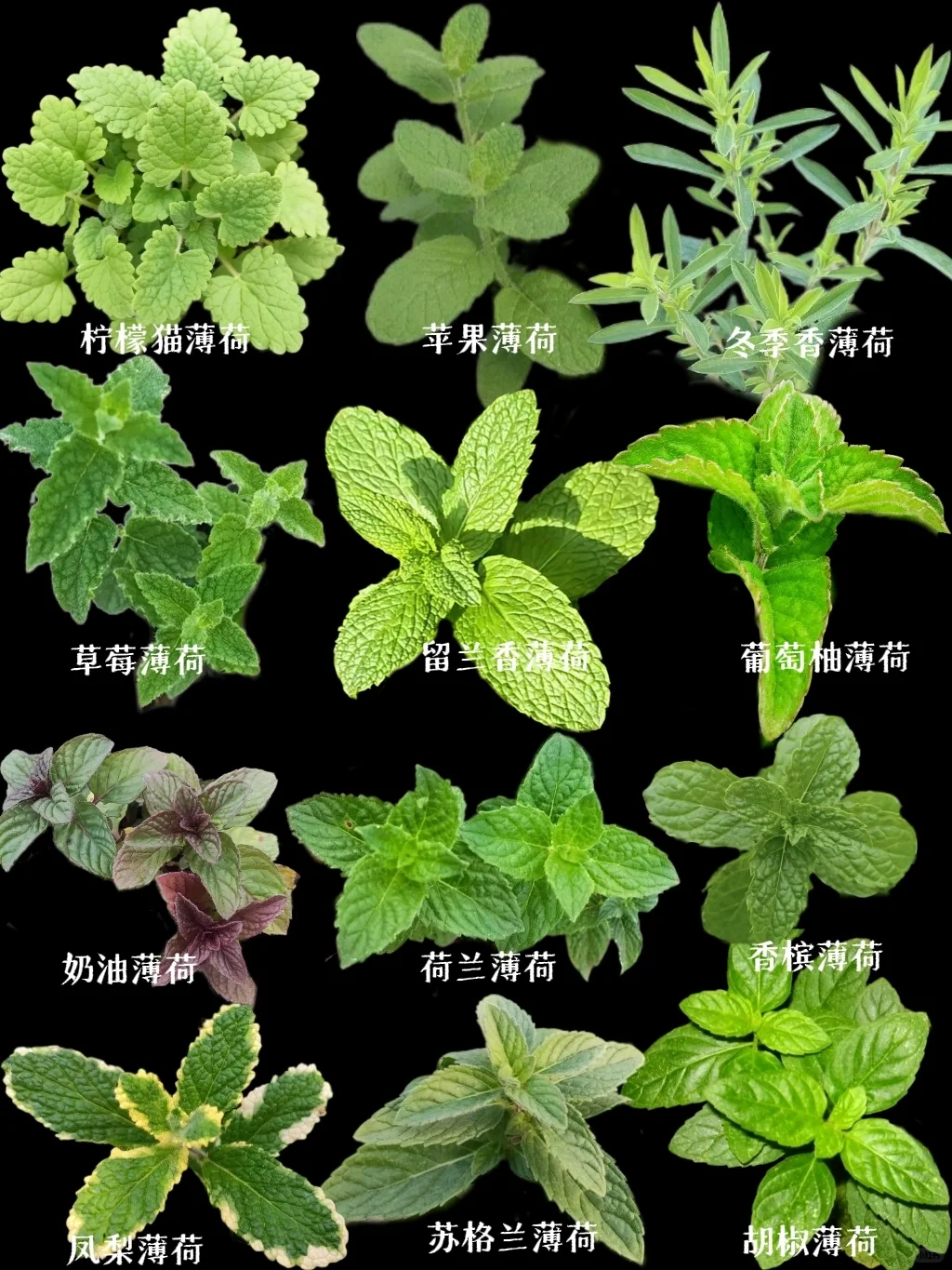 【薄荷】原来薄荷也有这么多种，又长知识了