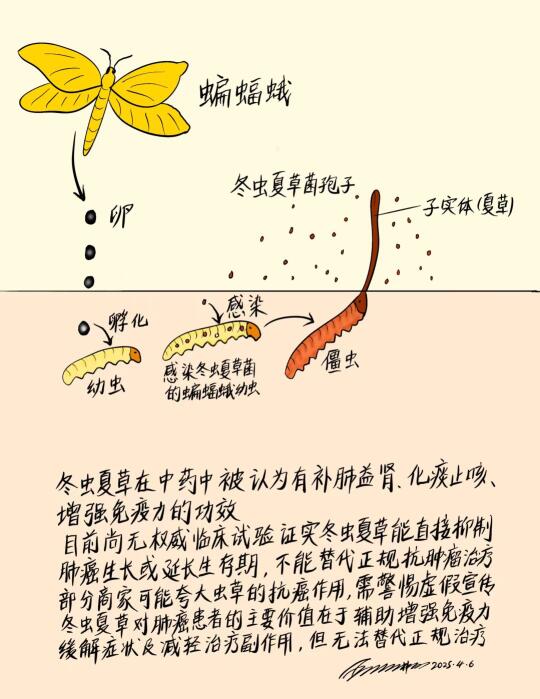 冬虫夏草在中药中被认为有补肺益肾、化痰止咳、增强免疫力的功效。目前尚无...