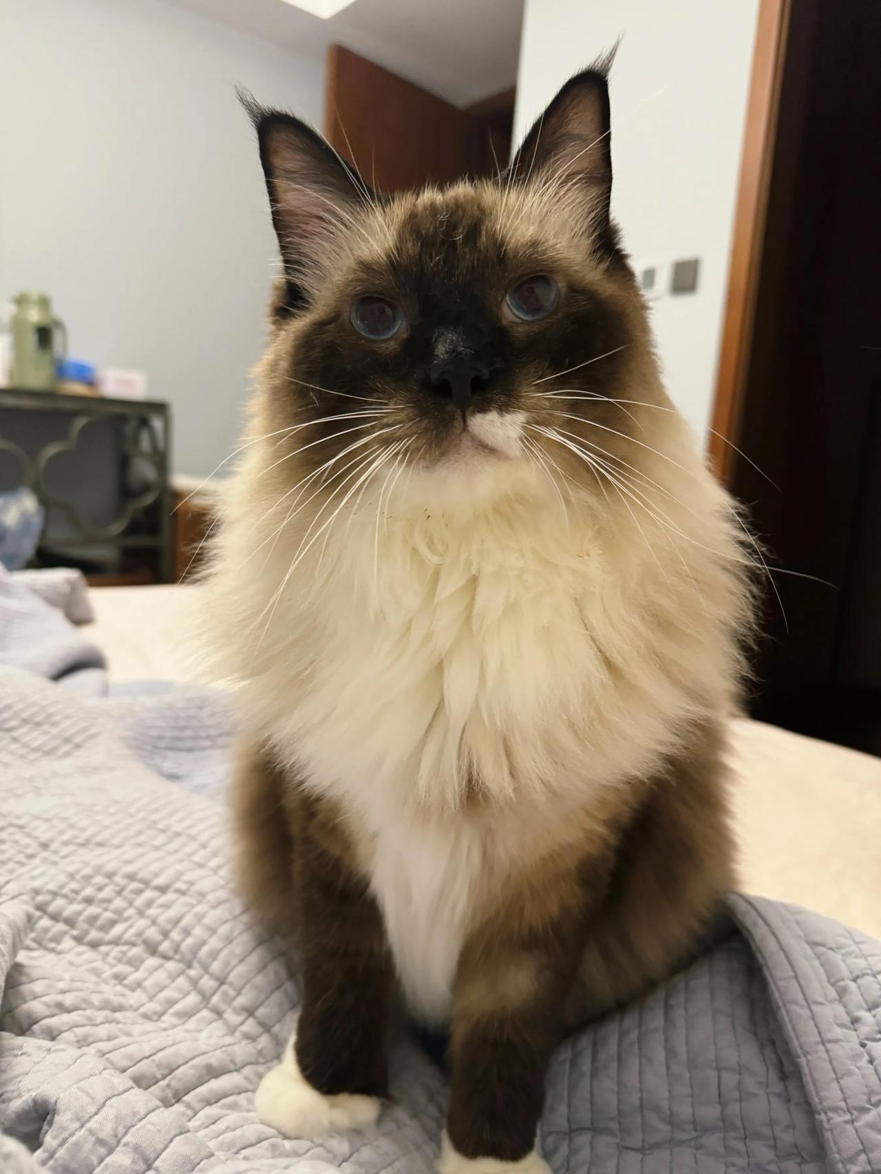 乐哥率领的催饭小分队，每早七点准时到岗～
#萌宠# #猫咪#