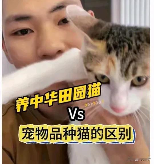 养土猫真的很丢人吗?
养土猫怎么就丢人啦？有人觉得品种猫血统纯正、颜值高，带出去