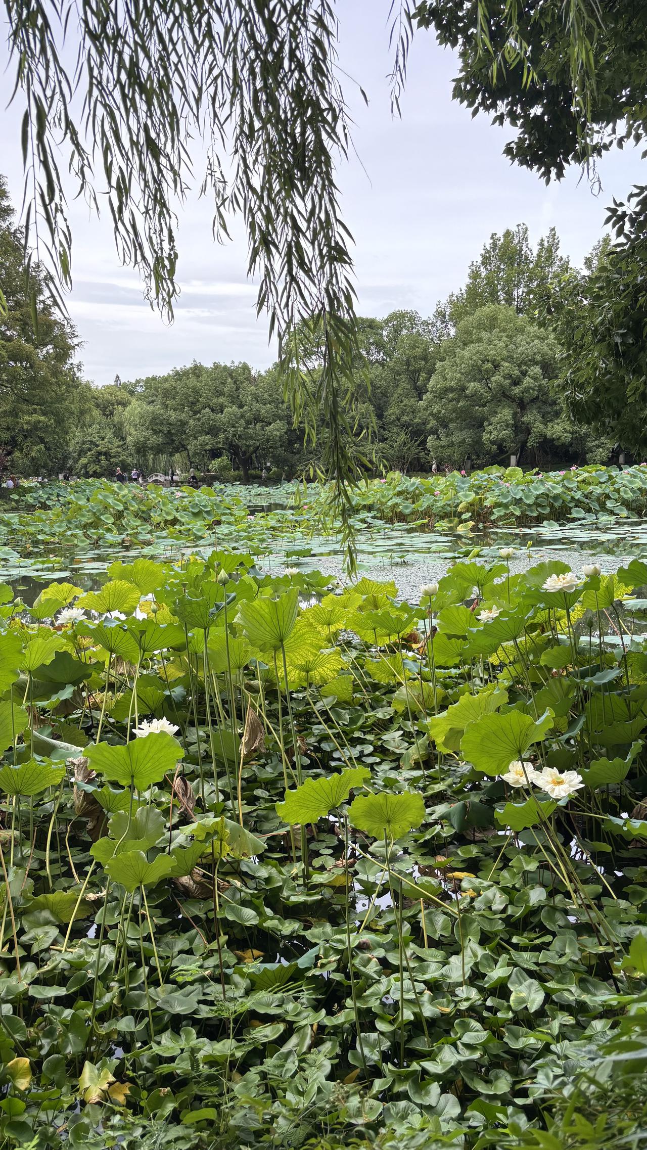 漫步西湖岸边，万千杨柳倚着湖水舒展身姿。清风掠过，长条柳枝轻轻摇曳，丝丝绿绦垂落