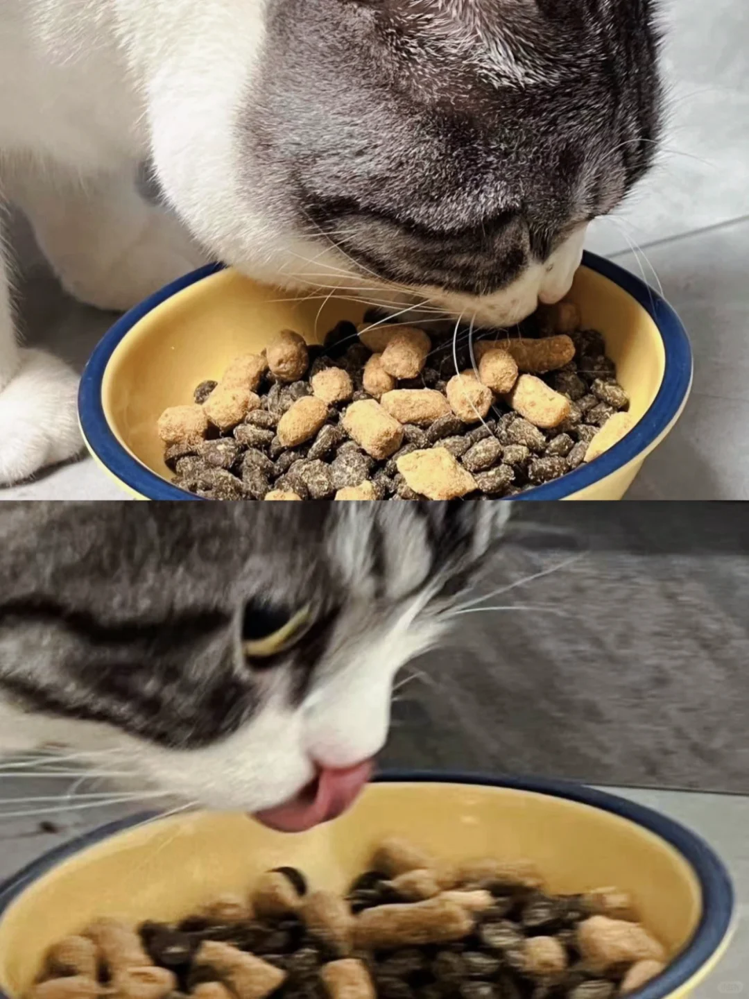 从来没想到有一天会担心自家猫长太胖