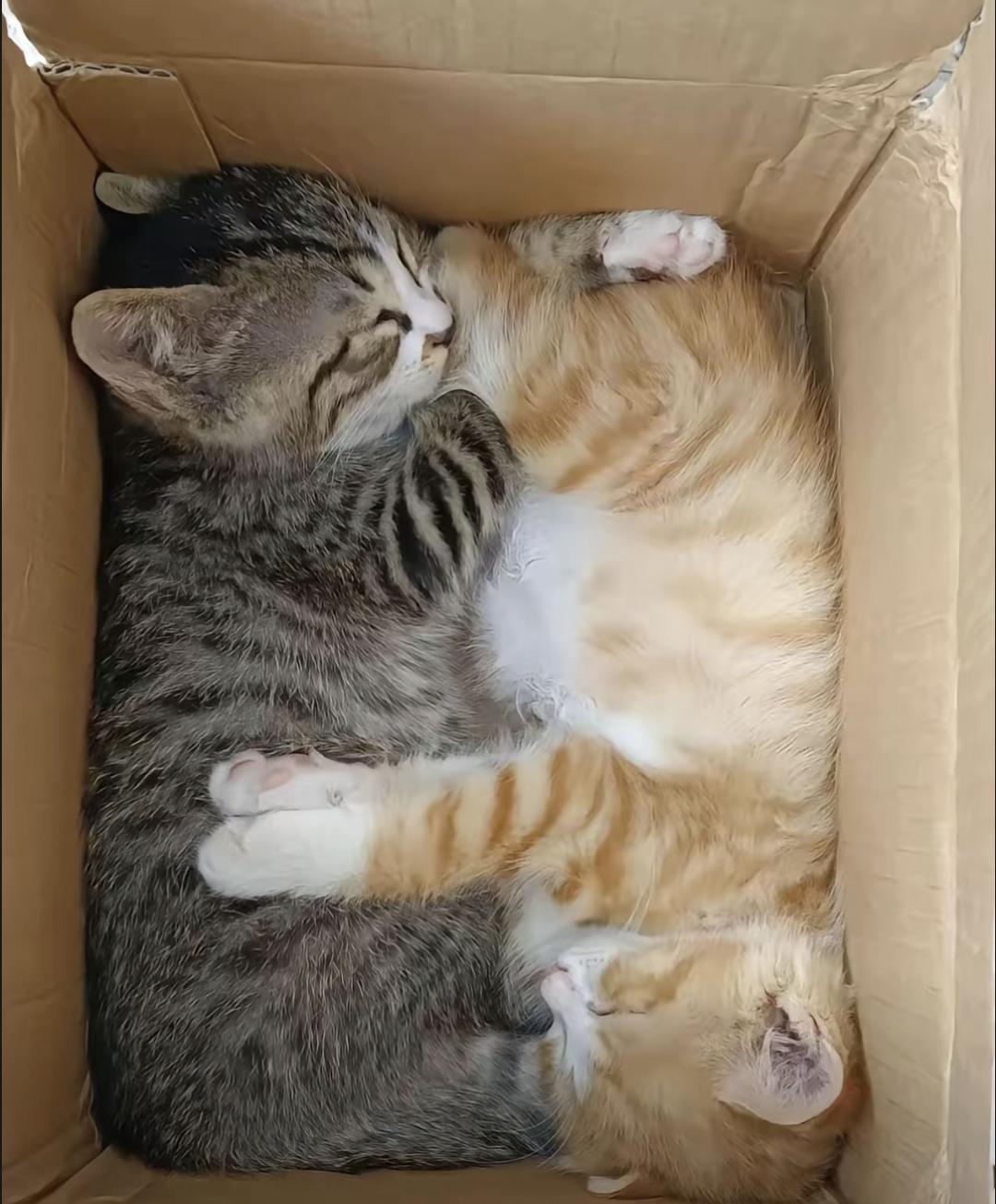 昨天晚上回来，正好碰上楼下那对小两口又在闹。男的从屋里把两只猫抱出来，女的在后面