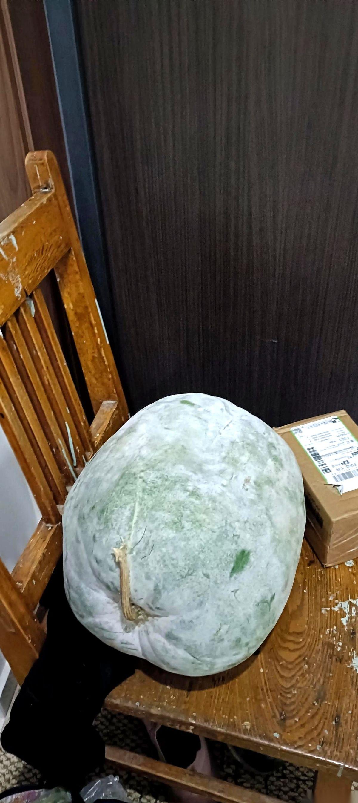 亲家母倒着公共汽车从房山送菜过来，光一个大冬瓜就得有10斤重。
她送完没多待转身
