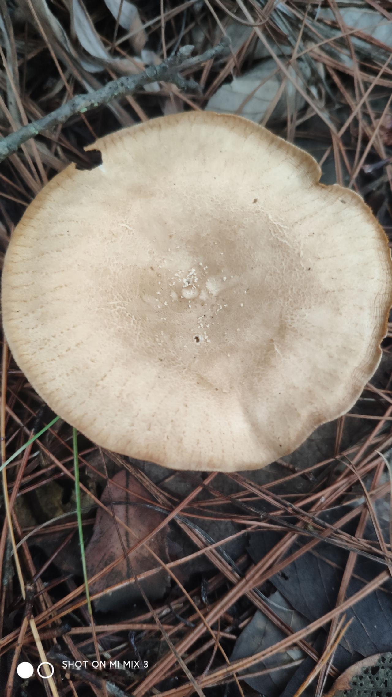 紧急求助云南老表，这是什么菌？